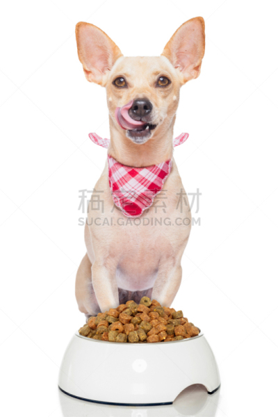 狗,饥饿的,餐具,垂直画幅,美,动物嘴,梗犬,美人,膳食,晚餐