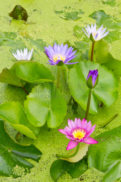 荷花,多色的,大群动物,垂直画幅,水,禅宗,公园,无人,苔藓,异国情调