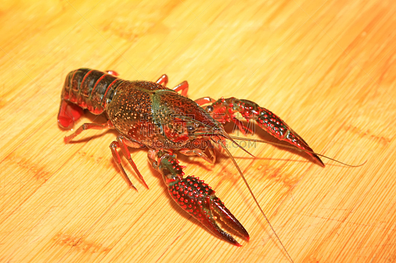 小龙虾,自然,无脊椎动物,水平画幅,生物,节肢动物,海洋生命,红色,龙虾,摄影