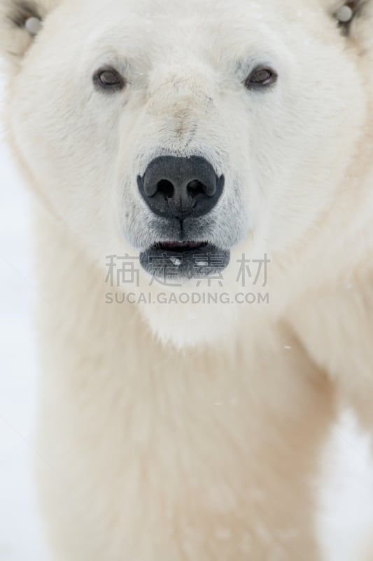 北极熊,垂直画幅,正面视角,马尼托巴湖,雪,巨大的,动物身体部位,野外动物,丘吉尔镇,熊