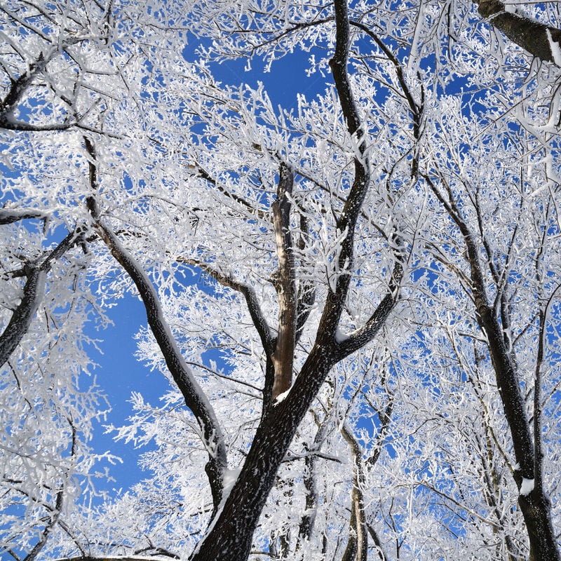 晴朗,冬天,森林,白昼,寒冷,飘然,一月,环境,霜,雪