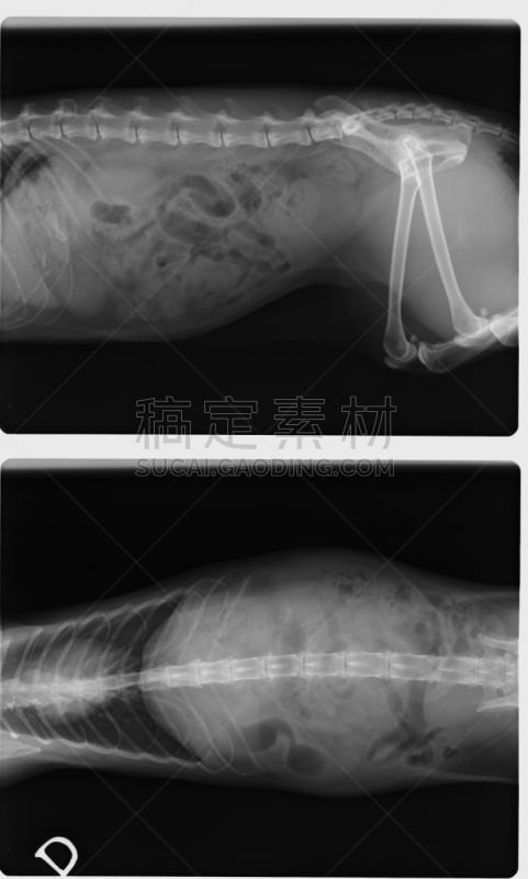 顶部,猫,雌性动物,x光,侧面视角,动物肋骨,动物肠,动物膝,动物关节,动物脊骨