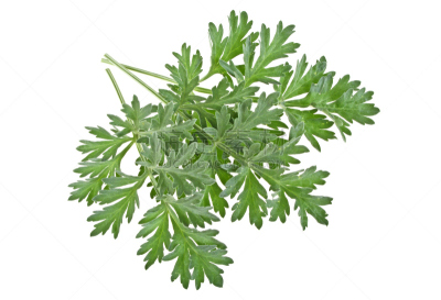 嫩枝,药,白色背景,艾草,水平画幅,无人,特写,工作室,虫头,植物