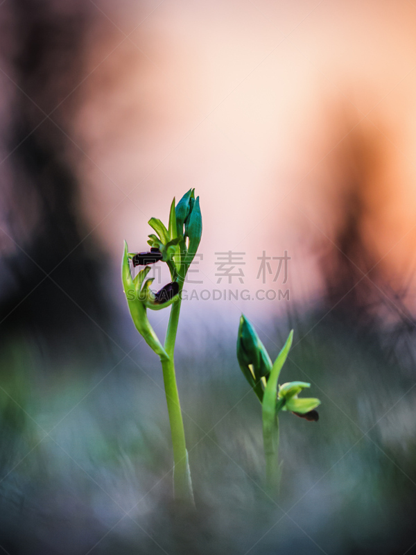 野生植物,蜘蛛兰,垂直画幅,选择对焦,美,兰花,无人,户外,大特写,季节