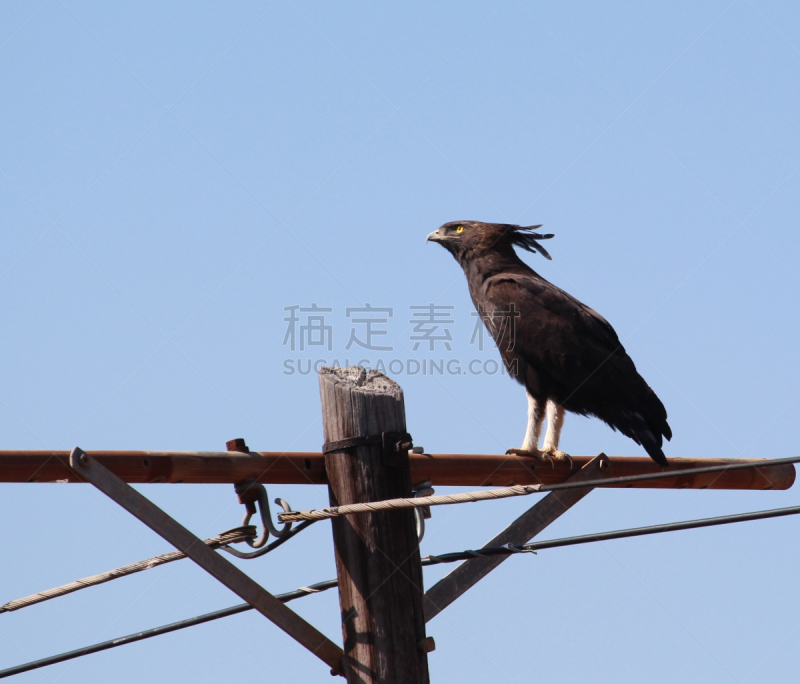 长冠鹰,电线杆,野生动物,食肉鸟,水平画幅,无人,鸟类,非洲,野外动物,鹰