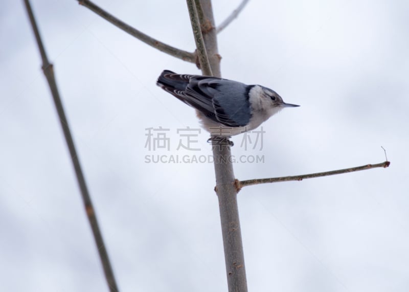 五子雀,安乐蜥,白色,白胸五十雀,家麻雀,麻雀,碎屑,选择对焦,褐色,水平画幅