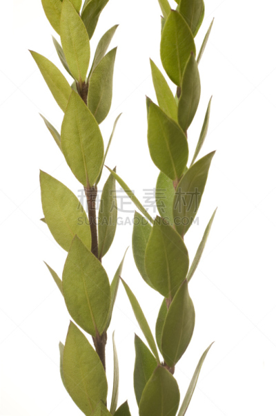 番樱桃,枝,白色背景,背景分离,一个物体,垂直画幅,图像,犹太教,苏克棚,叶子