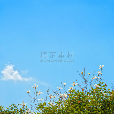 玉兰类,天空,海洋,唐朝,黄山山脉,安徽省,早晨,纯净,完美,明亮