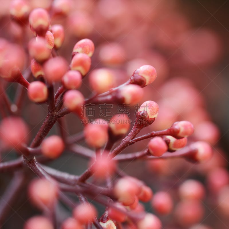 花蕾,大特写,粉色,茵粳稻,茵芋,茶花,无人,户外,方形画幅,特写