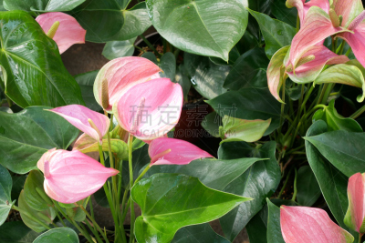 园林,肉穗花序,粉色,美,水平画幅,无人,塑料火烈鸟,特写,百合花,植物