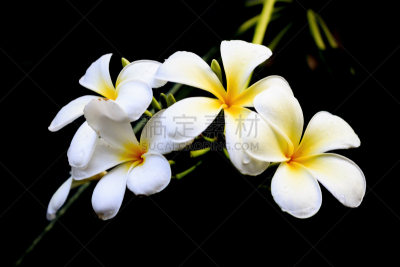 赤素馨花,背景,在上面,光,柔焦,车前草树,晚樱科,美,留白,水平画幅