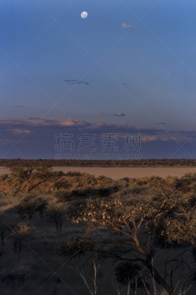 喀拉哈里沙漠,哈达普,金合欢树,撒哈拉沙漠,偏远地区,自然,垂直画幅,无人,非洲