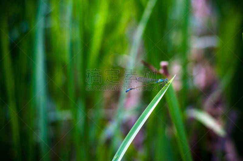 蜻蜓,草,大眼鲹,天青豆娘,螳螂,有袋亚纲,美,公园,水平画幅,动物身体部位