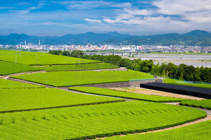 茶树,天空,留白,城镇景观,里山,水平画幅,枝繁叶茂,无人,工厂,夏天