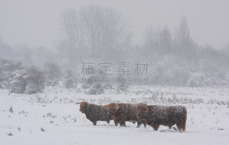 苏格兰,奥塔哥高地橄榄球联盟,褐色,风,水平画幅,雪,户外,田地,植物