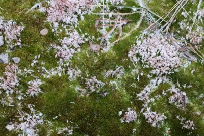 苔藓,混凝土,白色,动物毛,绿色,深情的,块状,雪花,沙子,雪
