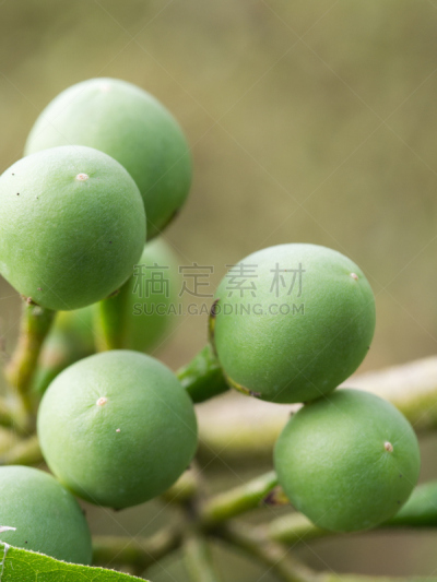 水果,泰国茄子,茄科植物,垂直画幅,形状,素食,生食,泰国,花束,植物