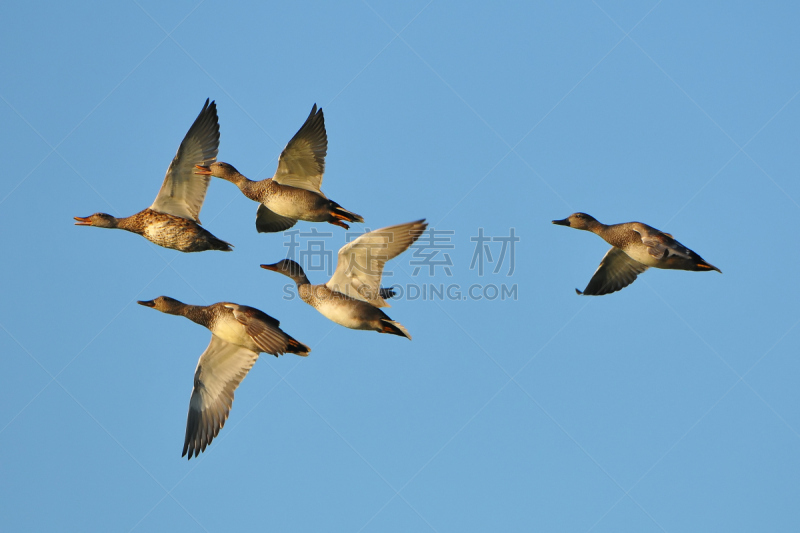 天空,数字5,海洋,公亩,赤膀鸭,自然,褐色,野生动物,水平画幅,蓝色