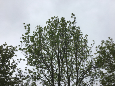 灰树,鹭管鱼,五月,自然,水平画幅,无人,艾克塞特,爱塞特,植物,英国