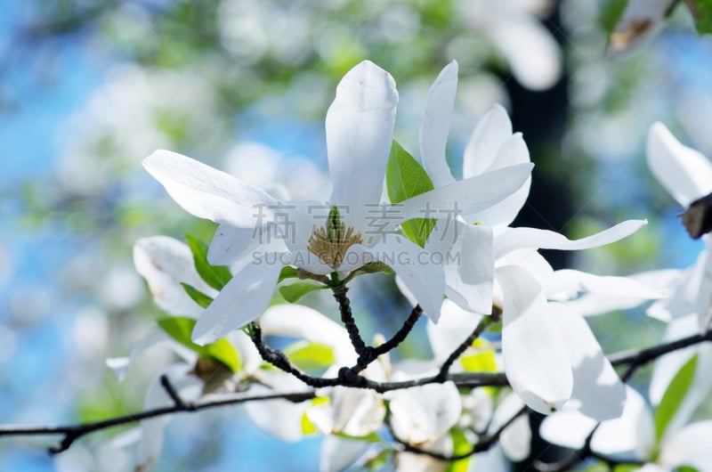 玉兰类,仅一朵花,白色,特写,天空,芳香的,古典式,纯净,夏天,图像