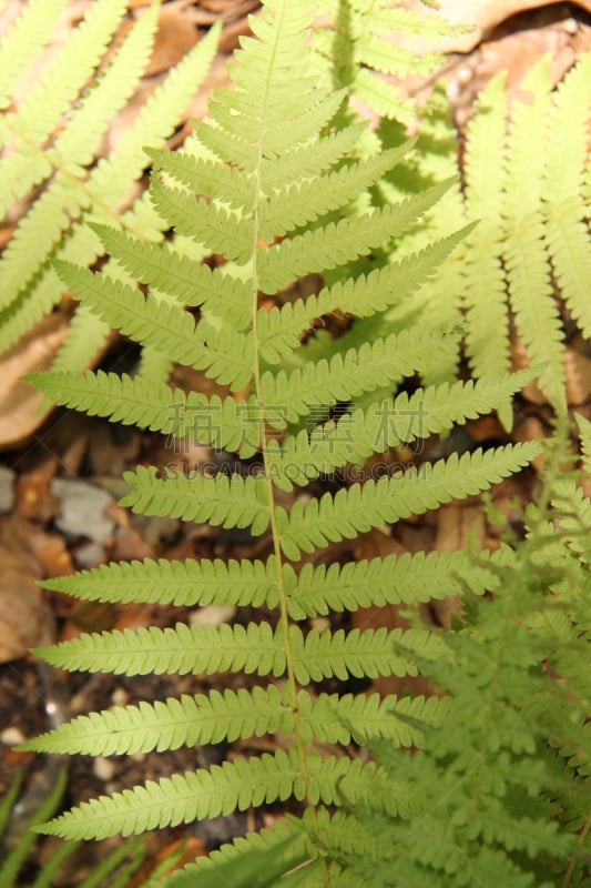 绿色,日光,蕨类,水蕨,椤,黄绿色,自然,垂直画幅,无人,热带雨林