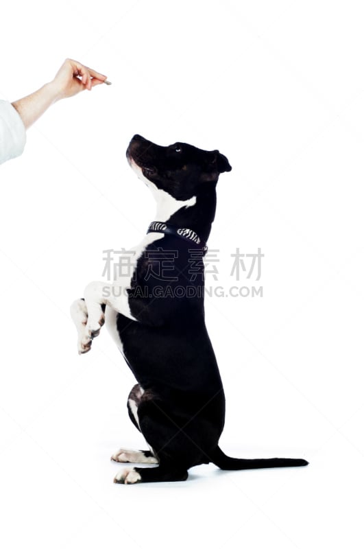 狗,斯塔福德郡斗牛犬,牛头梗,史塔福郴,垂直画幅,梗犬,手,白色背景,背景分离