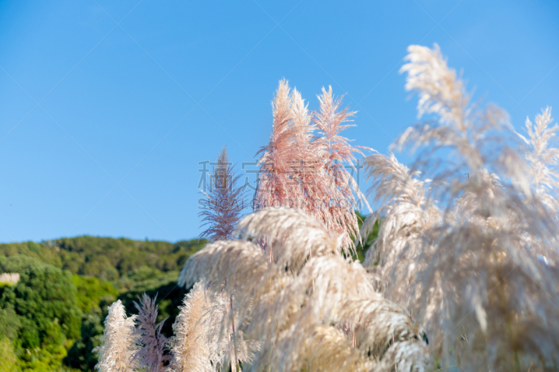 潘帕斯大草原,豆荚,天空,蓝色,玳玳草,自然,选择对焦,水平画幅,枝繁叶茂,地形