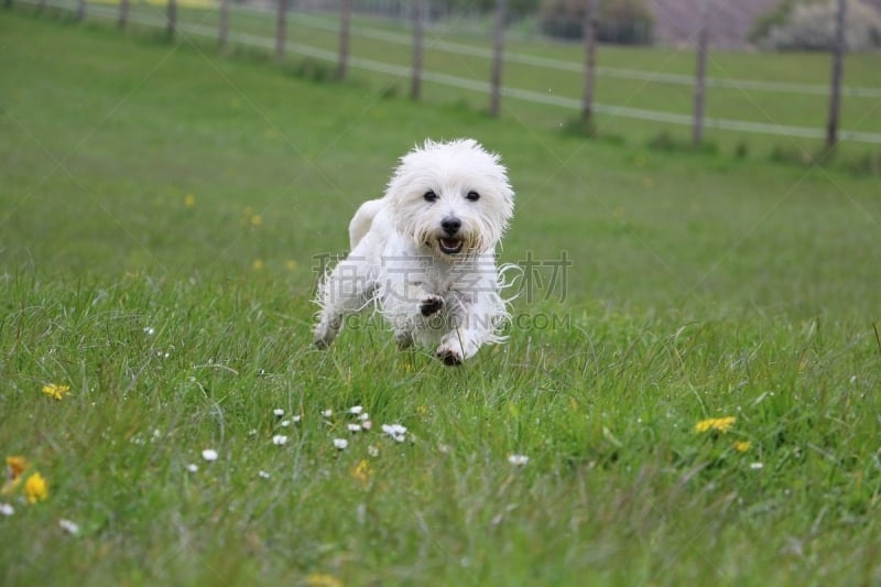 westhighland terrier läuft im garten