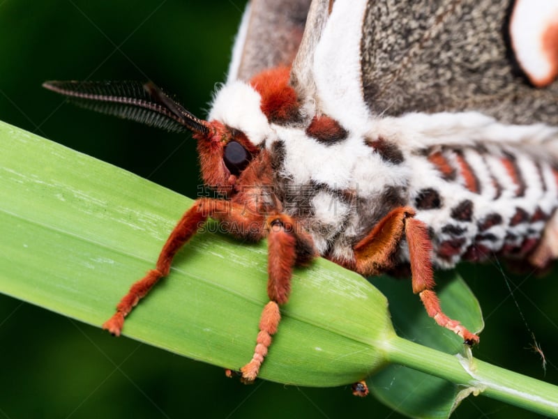 giant silk moth,草,肖像,丝绸蛾,明尼苏达,蛾,自然,美,水平画幅,绿色