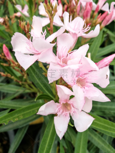 软枝黄蝉,毛莨科,小号,垂直画幅,美,芳香的,户外,特写,泰国,明亮