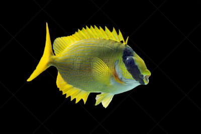 黑色背景,面具,蒙面鳍鱼,河豚,钩形珊瑚鱼,点缀蝴蝶鱼,珊瑚,蝴蝶鱼,水,美