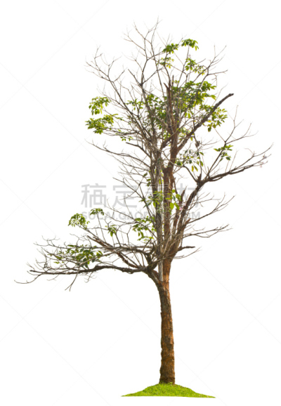 雨林,东南亚,鸡尾酒,雨豆树,垂直画幅,无人,巨大的,热带雨林,夏天,树荫