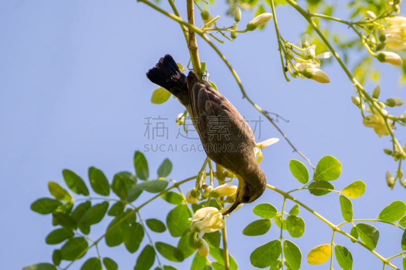 太阳鸟,鸟类,橄榄,黄色,野外动物,图像,中后卫,小双项圈太阳鸟,黄腹土拨鼠,捕获的