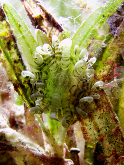 海草,海葵,小的,merten's anemone,外来物种,红海,垂直画幅,水,旅游目的地,水肺潜水