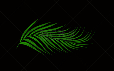 棕榈树,叶子,绿色,分离着色,黑色背景,黑珍珠,西米椰子,苏铁科植物,复叶,棕榈叶