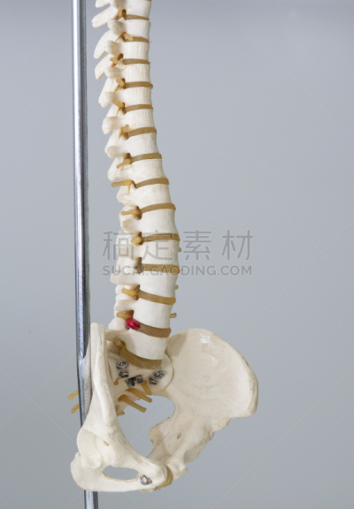 脊柱,模型,门诊部,垂直画幅,办公室,脊骨神经科矫正,人造的,人类骨架,神经系统,科学