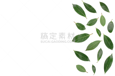 留白,月桂花冠,清新,式样,白色背景,文字,平铺,视角,分离着色,上装