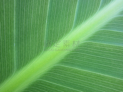 香蕉叶,选择对焦,绿色,线条,短发,大翠绿蛾,自然,图像聚焦技术,水平画幅,纹理效果