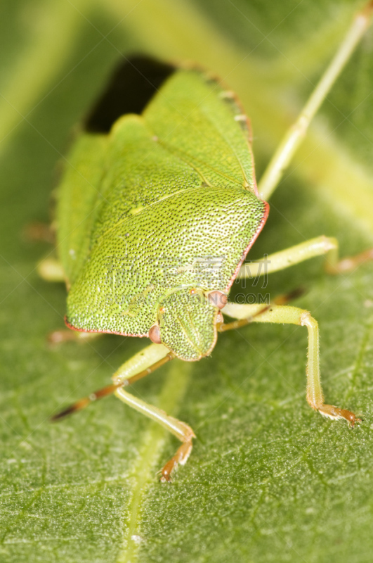 green shield bug,叶子,自然,自然界,垂直画幅,图像,一只动物,臭虫,甲虫,生物