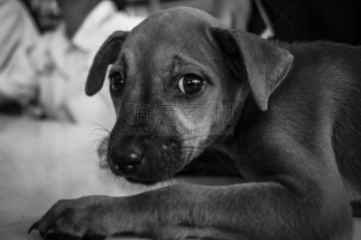 狗,一只动物,墨西哥无毛犬,牛头梗,美国斯塔福德犬,斯塔福德郡斗牛犬,猎犬,动物无毛的表皮,拉布拉多犬,梗犬