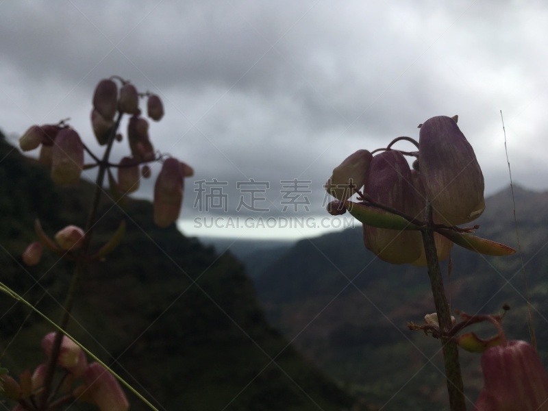 考艾岛,夏威夷,冬天,小路,峡谷,外米亚峡谷,太平洋岛屿,云,图像,花朵