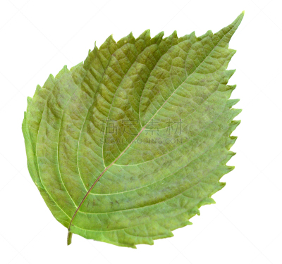 紫苏,绿色,分离着色,白色,绿薄荷,蔬菜,清新,自然界的状态,一个物体,装饰菜