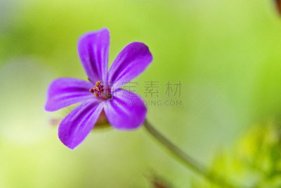 仅一朵花,德文郡,女阴,天竺葵,美,水平画幅,英格兰,植物,英国,园艺