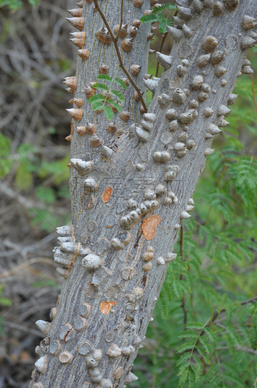 特写,树皮,丝绸,垂直画幅,留白,沙子,无人,偏远的,组物体,户外