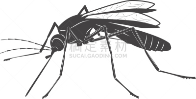 蚊子,绘画插图,白色,背景聚焦,埃及伊蚊,伊蚊,登革热,疟原虫,疟疾,瘟疫