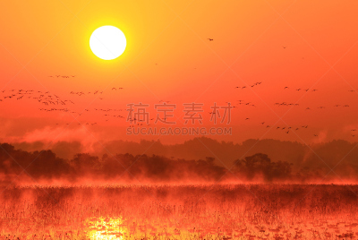 早晨,izunuma,水,天空,水平画幅,无人,鸟类,野外动物,沼泽,户外