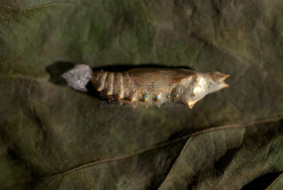 幼虫,蝴蝶,非洲黑脉金斑蝶,茧,自然,野生动物,水平画幅,热带雨林,特写,新生活