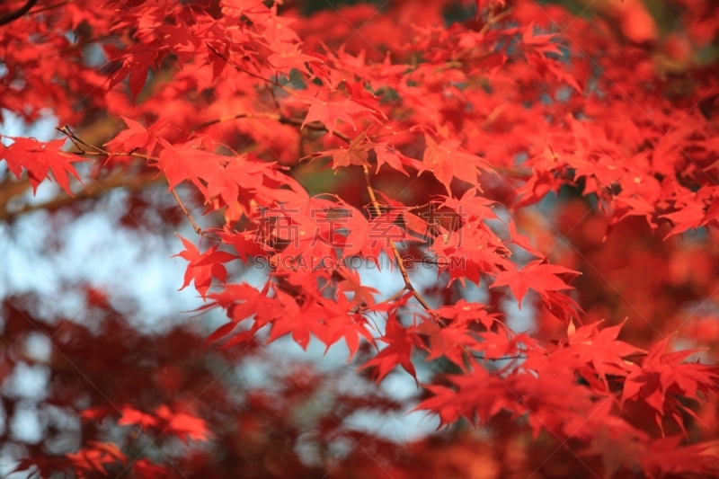 京都府,叶子,秋天,日本,红松,顺化,美,公园,里山,水平画幅