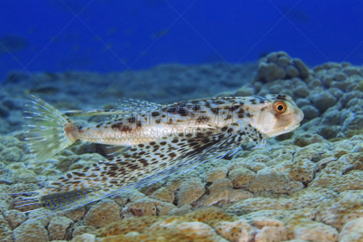 法国海外领土,野生动物,水平画幅,无人,蓝色,水下,野外动物,sea robin,海洋,法属玻利尼西亚