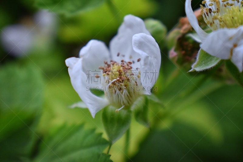 杂交草莓,美国,大特写,花朵,黑刺莓,罗甘莓,视角,菜园,覆盆子,欧洲